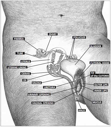 Women Human Body Diagram - Muscle Diagram Of The Female ...