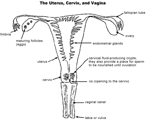 Uterus Size In Cm During Pregnancy Chart